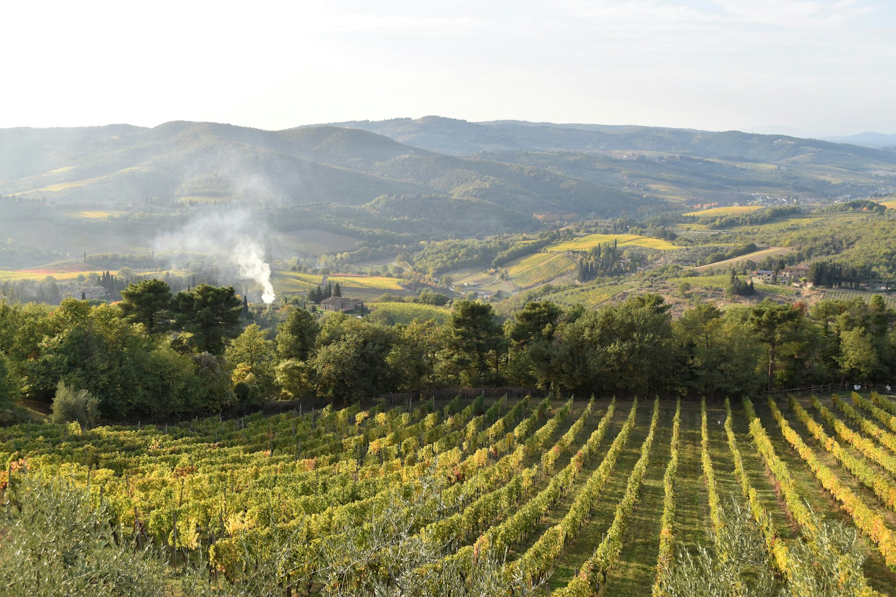 Chianti hills with rows of vines and cypress trees