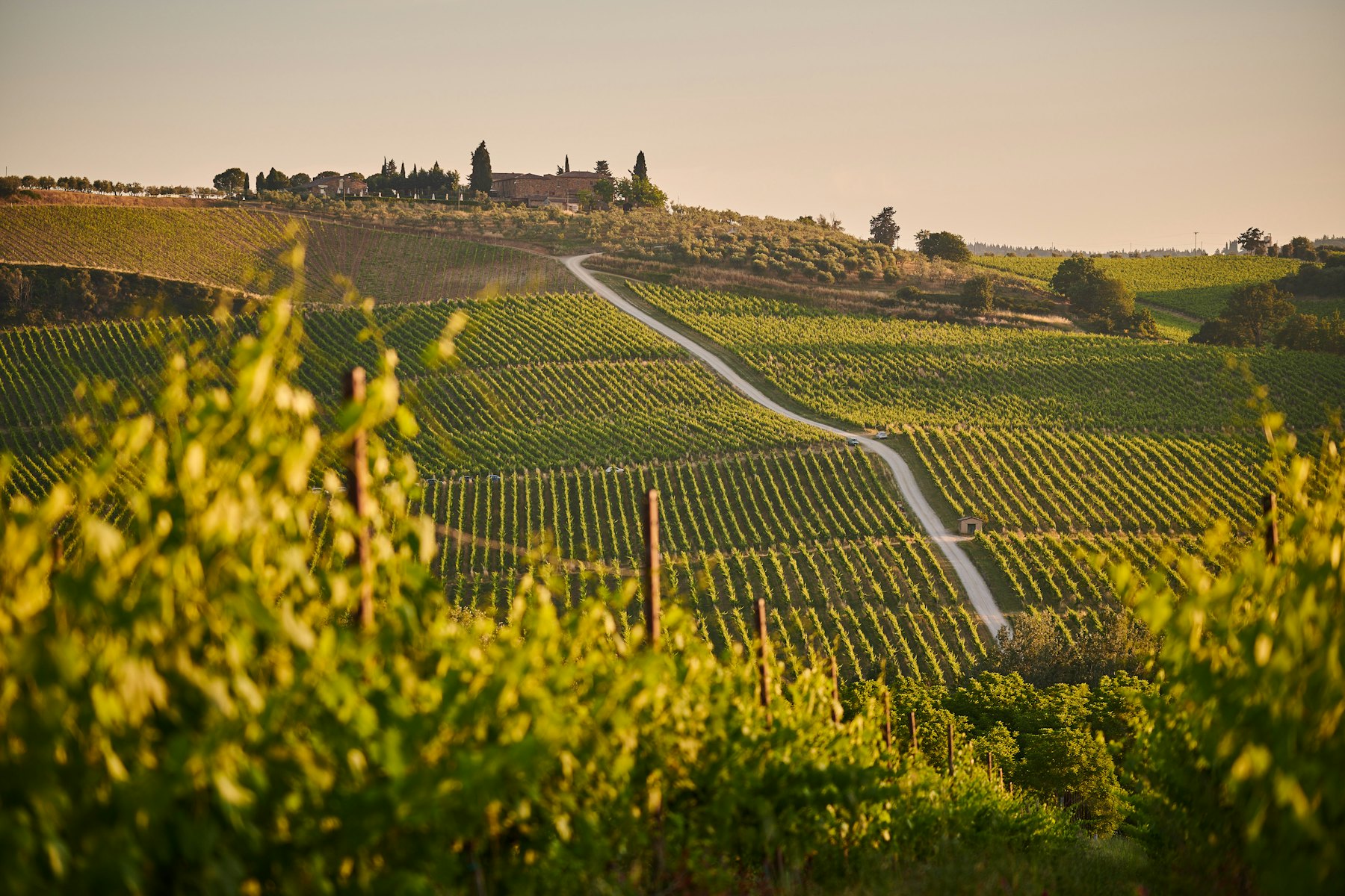 Vine-covered hills in the Florentine Chianti