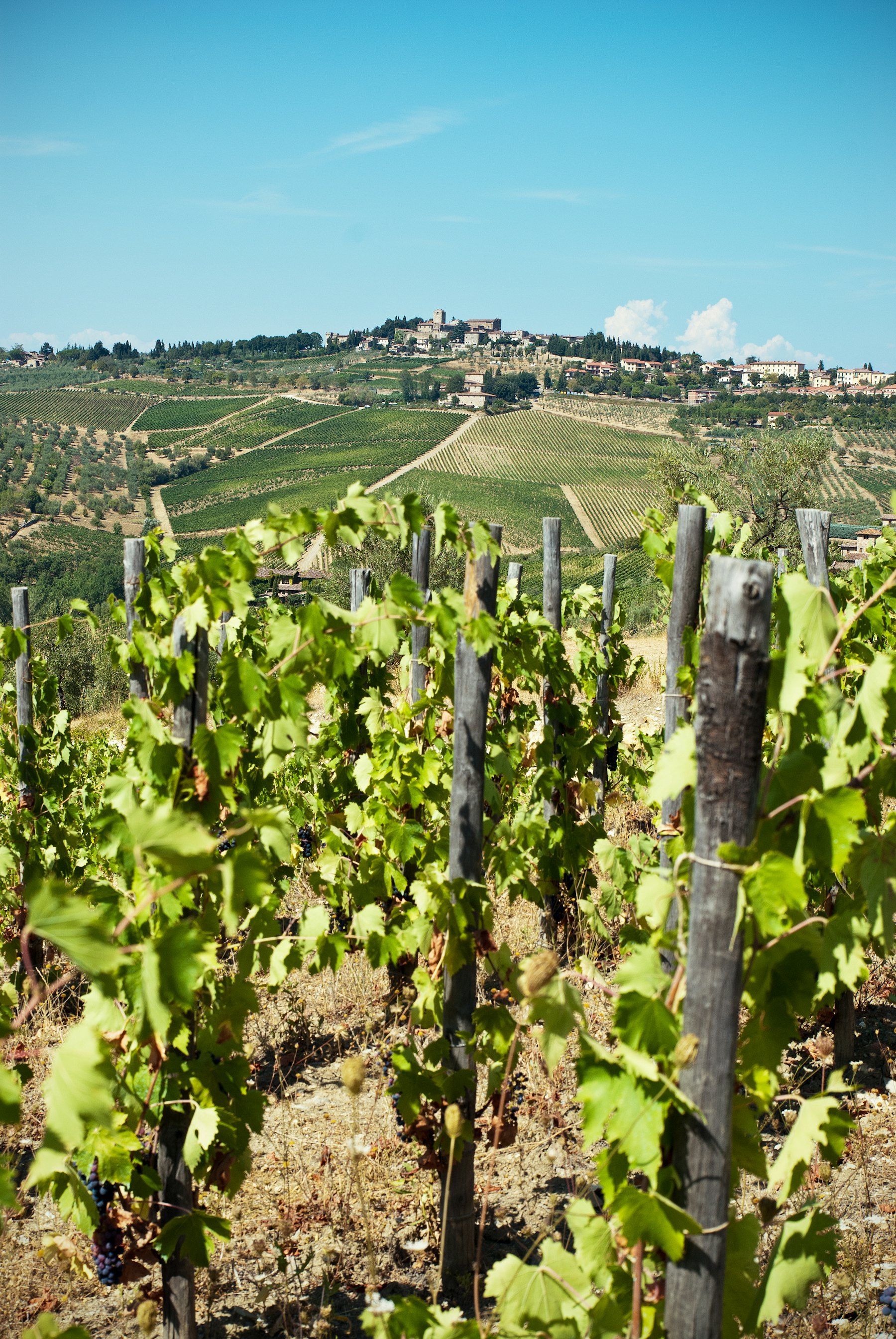 Close view of rows of vines