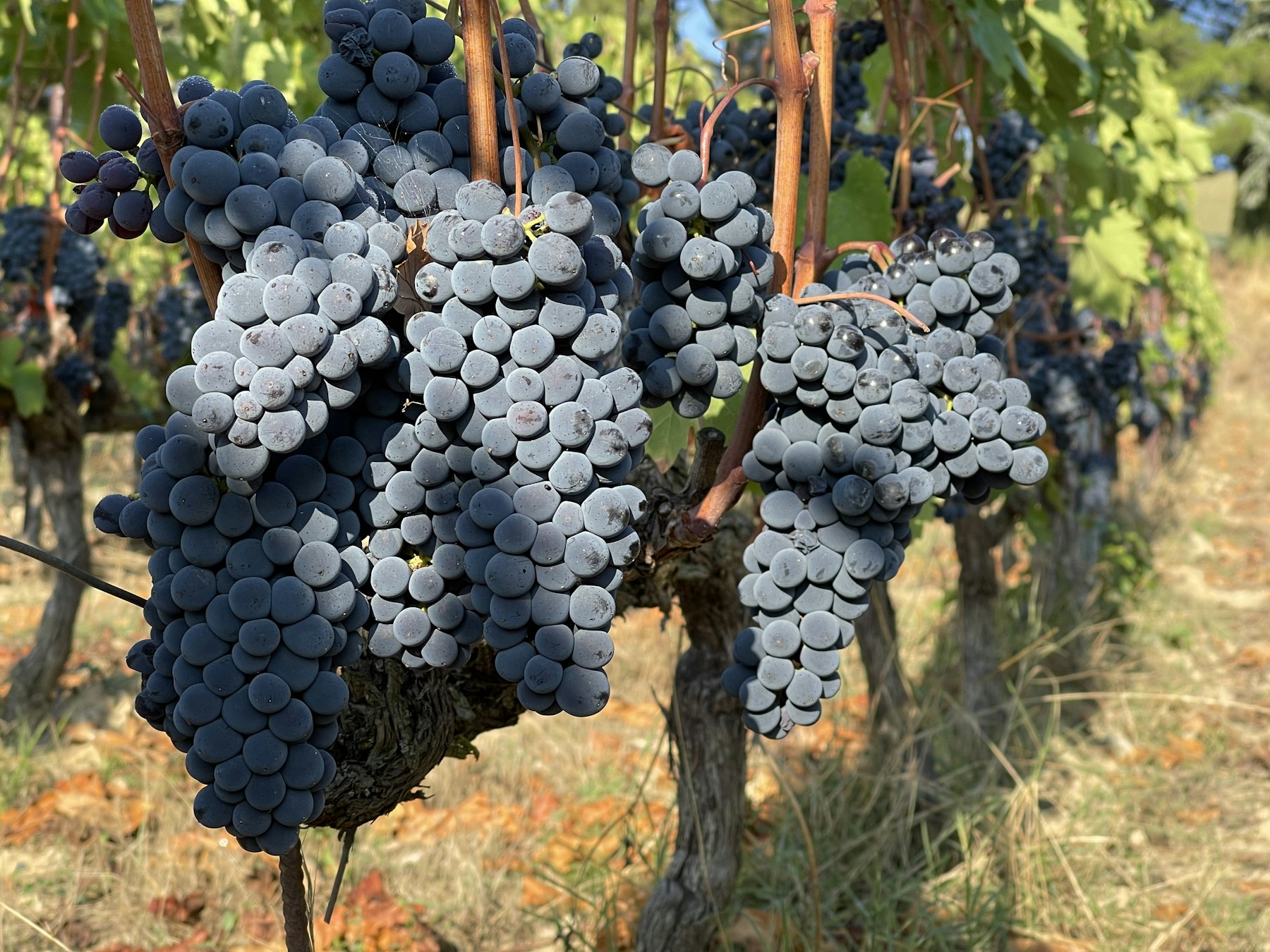 Grapes resting on a pale stone