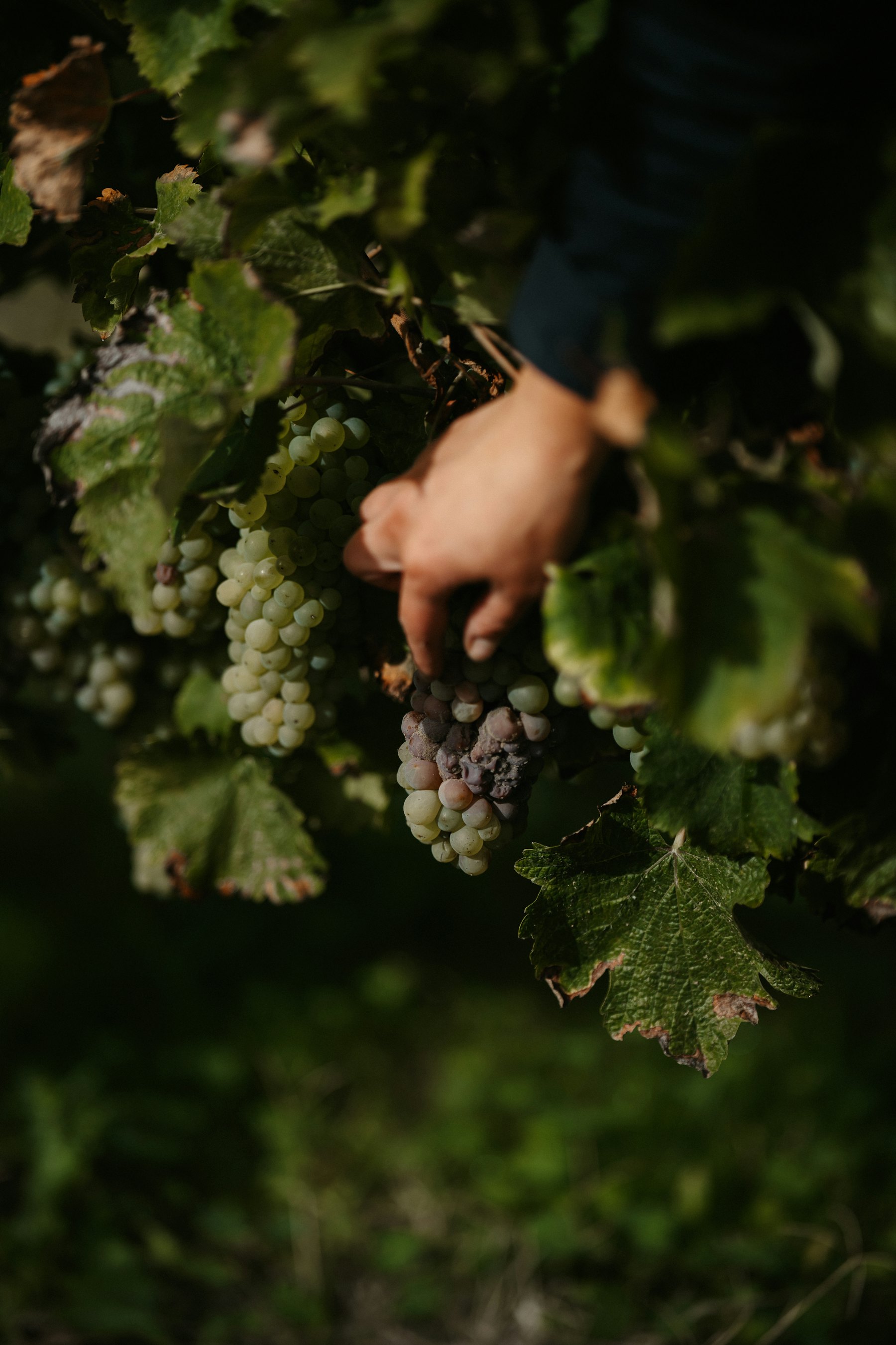 Hands cutting a bunch of grapes from the vine