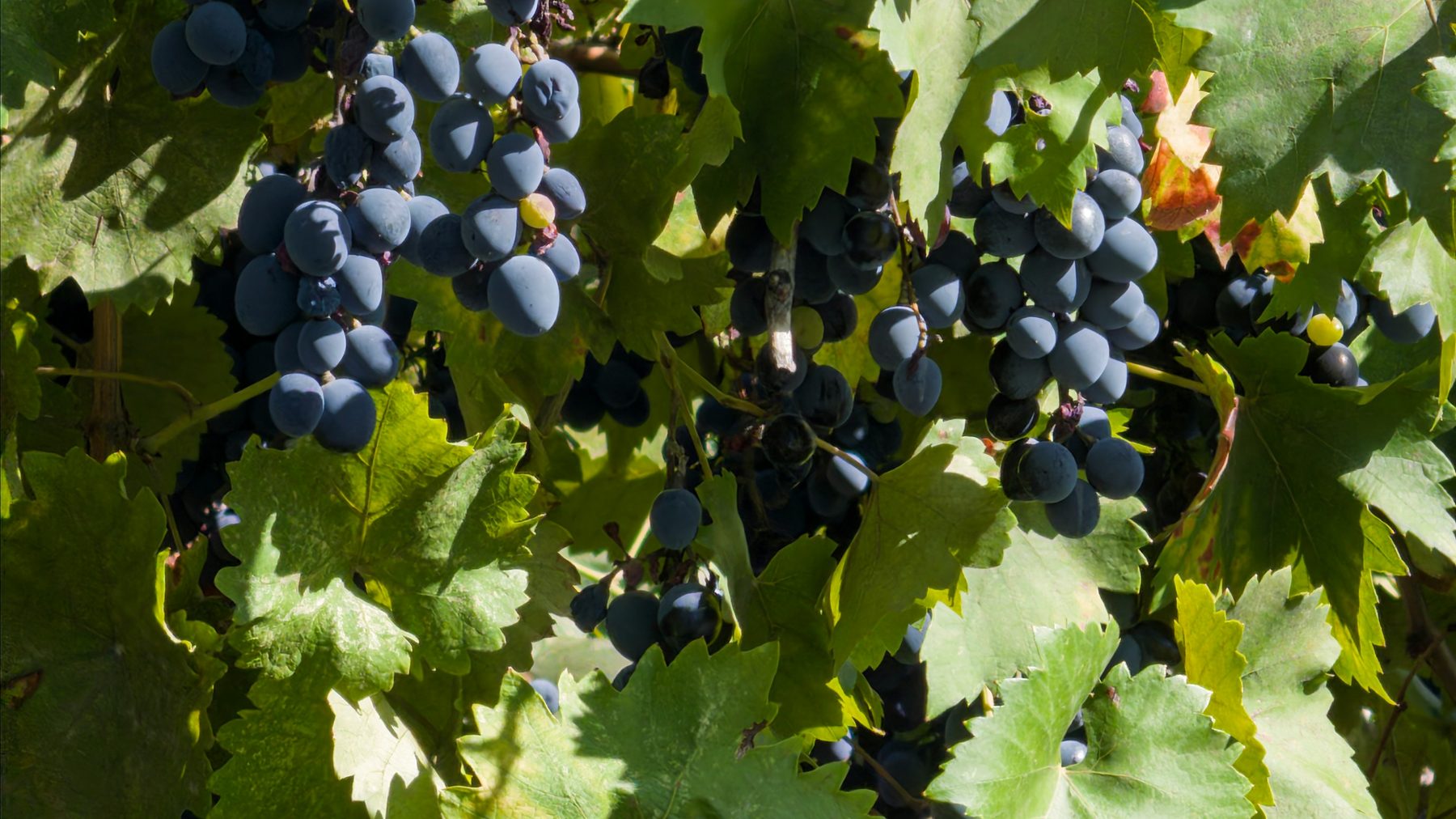 Vines heavy with bunches of black grapes, seen close up