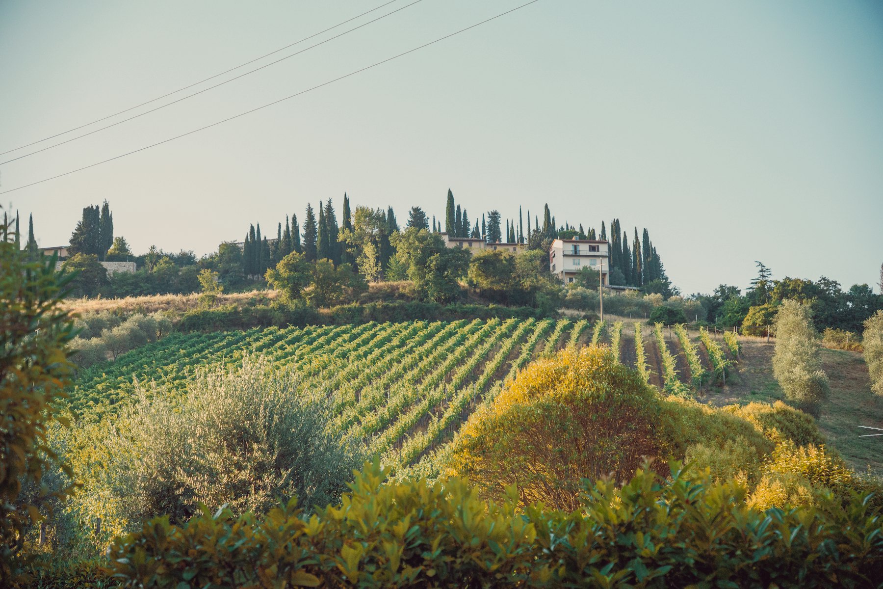Rows of vines with a stone farmhouse beyond, in the Chianti hills