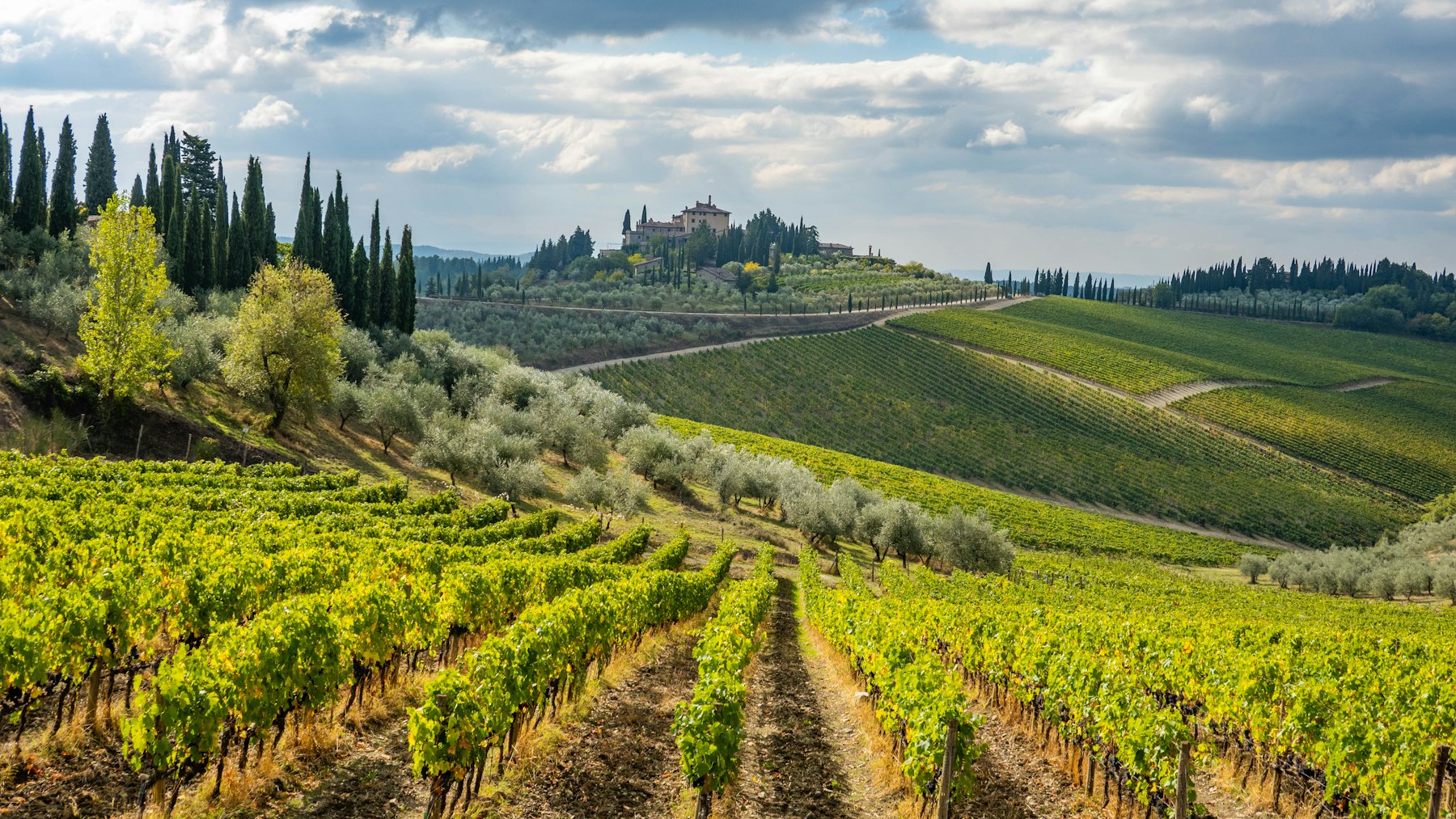 Rows of vines on a steep slope